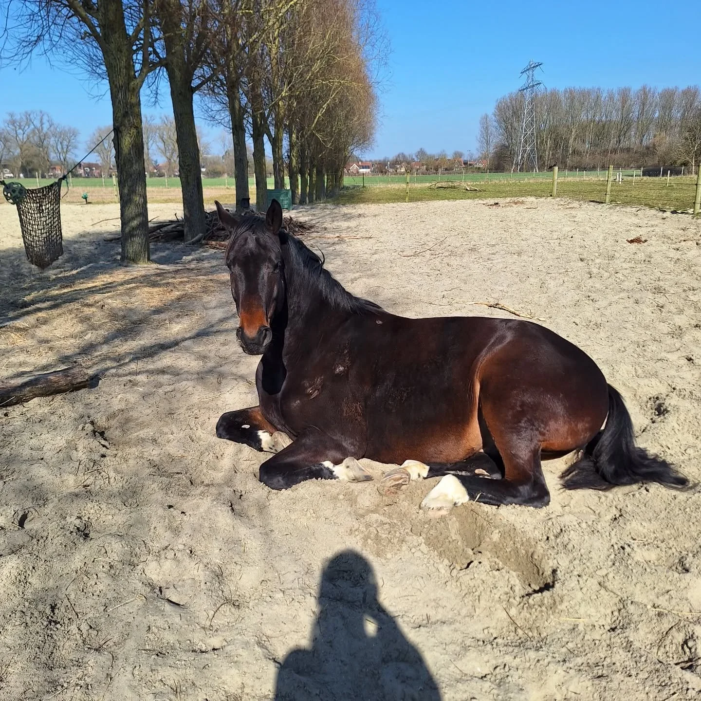 Whole body vibration revalidatie Vitafloor VM1 VM2 VM3 stalmodel vrijstaand trillingstherapie Horse Control trilplaat paardentrilplaat