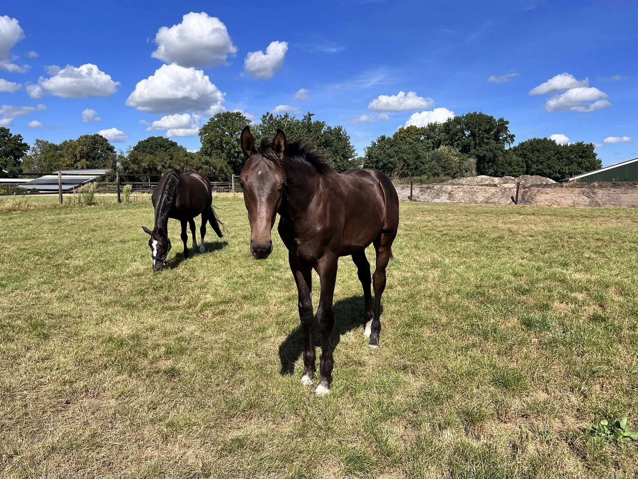 Whole body vibration revalidatie Vitafloor VM1 VM2 VM3 stalmodel vrijstaand trillingstherapie Horse Control