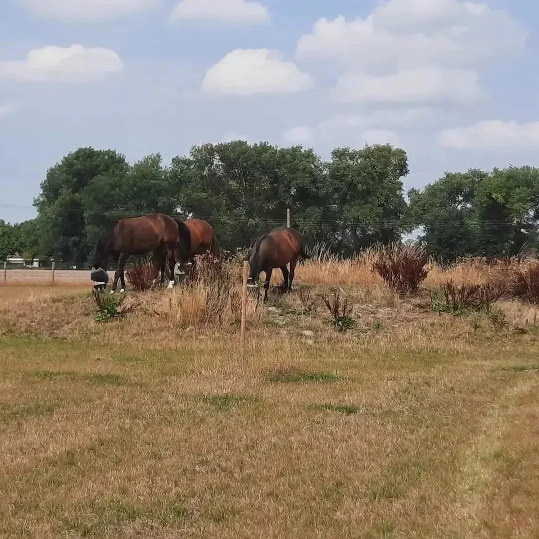 Whole body vibration revalidatie Vitafloor VM1 VM2 VM3 stalmodel vrijstaand trillingstherapie Horse Control trilplaat paardentrilplaat