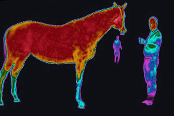 Whole body vibration revalidatie Vitafloor VM1 VM2 VM3 stalmodel vrijstaand trillingstherapie onderzoek Horse Control