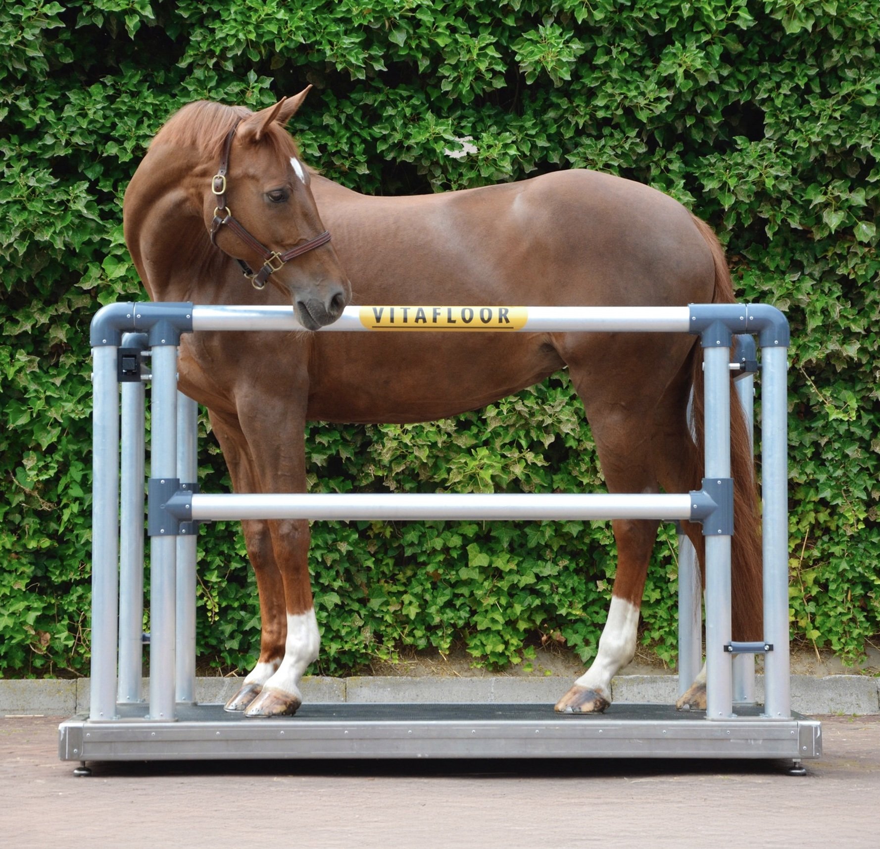 Paard op een vrijstaand Vitafloor huurmodel.