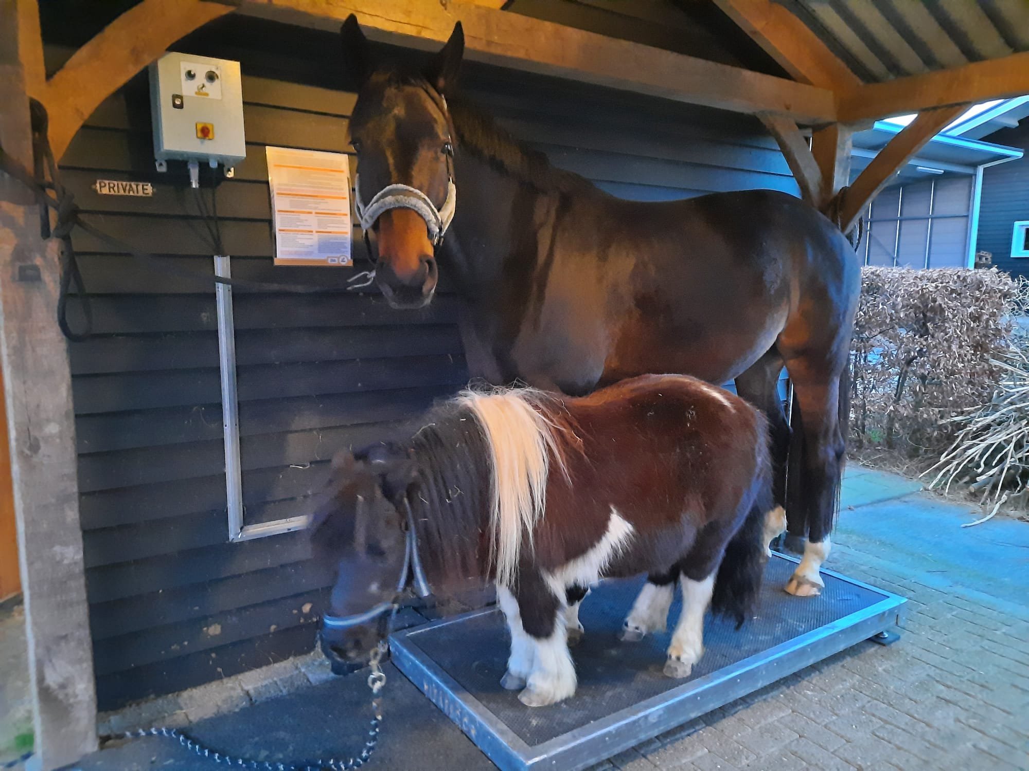 Whole body vibration revalidatie Vitafloor VM1 VM2 VM3 stalmodel vrijstaand trillingstherapie Horse Control trilplaat paardentrilplaat