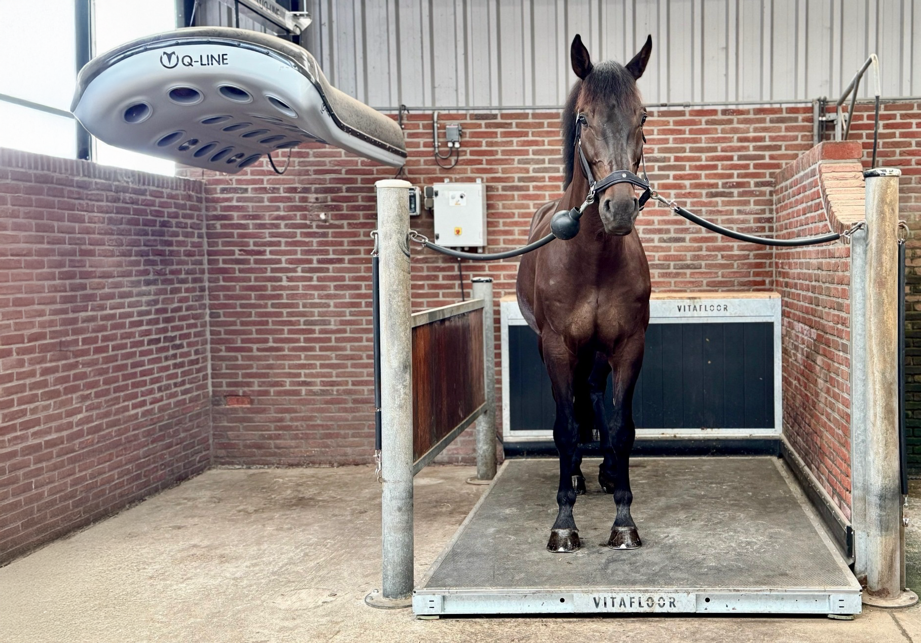 Whole body vibration revalidatie Vitafloor VM1 VM2 VM3 stalmodel vrijstaand trillingstherapie onderzoek Horse Control