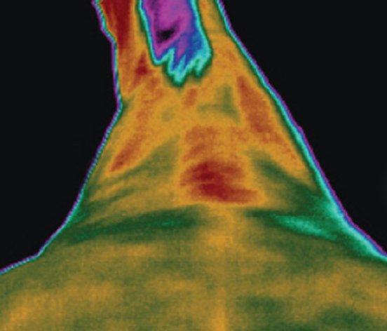 Whole body vibration revalidatie Vitafloor VM1 VM2 VM3 stalmodel vrijstaand trillingstherapie onderzoek