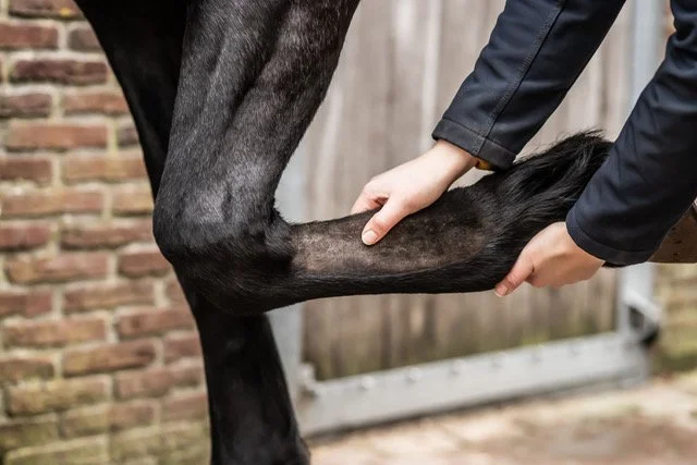 Whole body vibration revalidatie Vitafloor VM1 VM2 VM3 stalmodel vrijstaand trillingstherapie Horse Control trilplaat paardentrilplaat