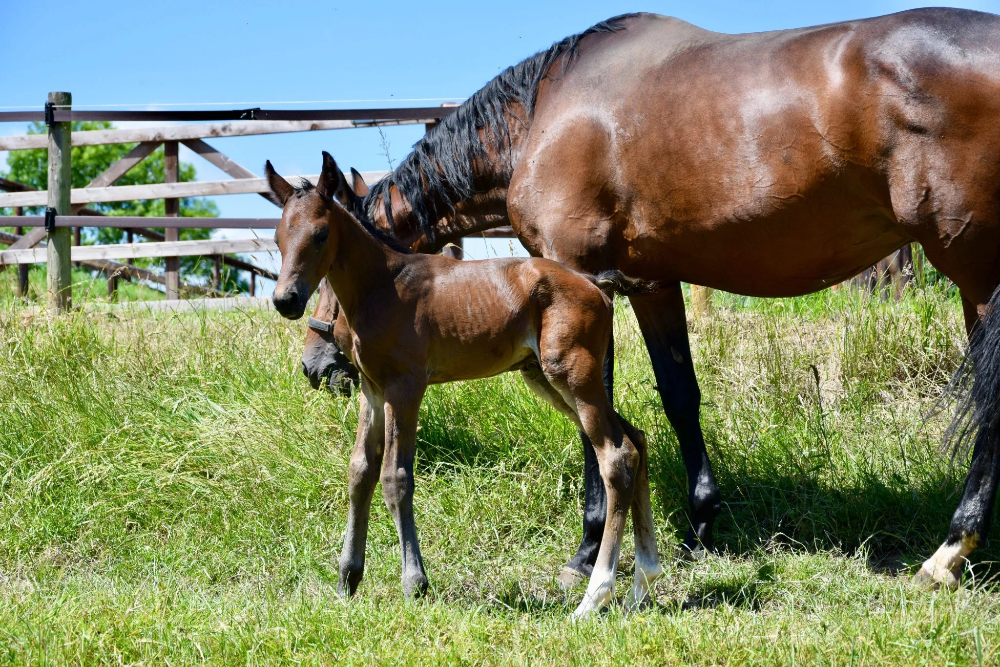 Whole body vibration revalidatie Vitafloor VM1 VM2 VM3 stalmodel vrijstaand trillingstherapie Horse Control trilplaat paardentrilplaat