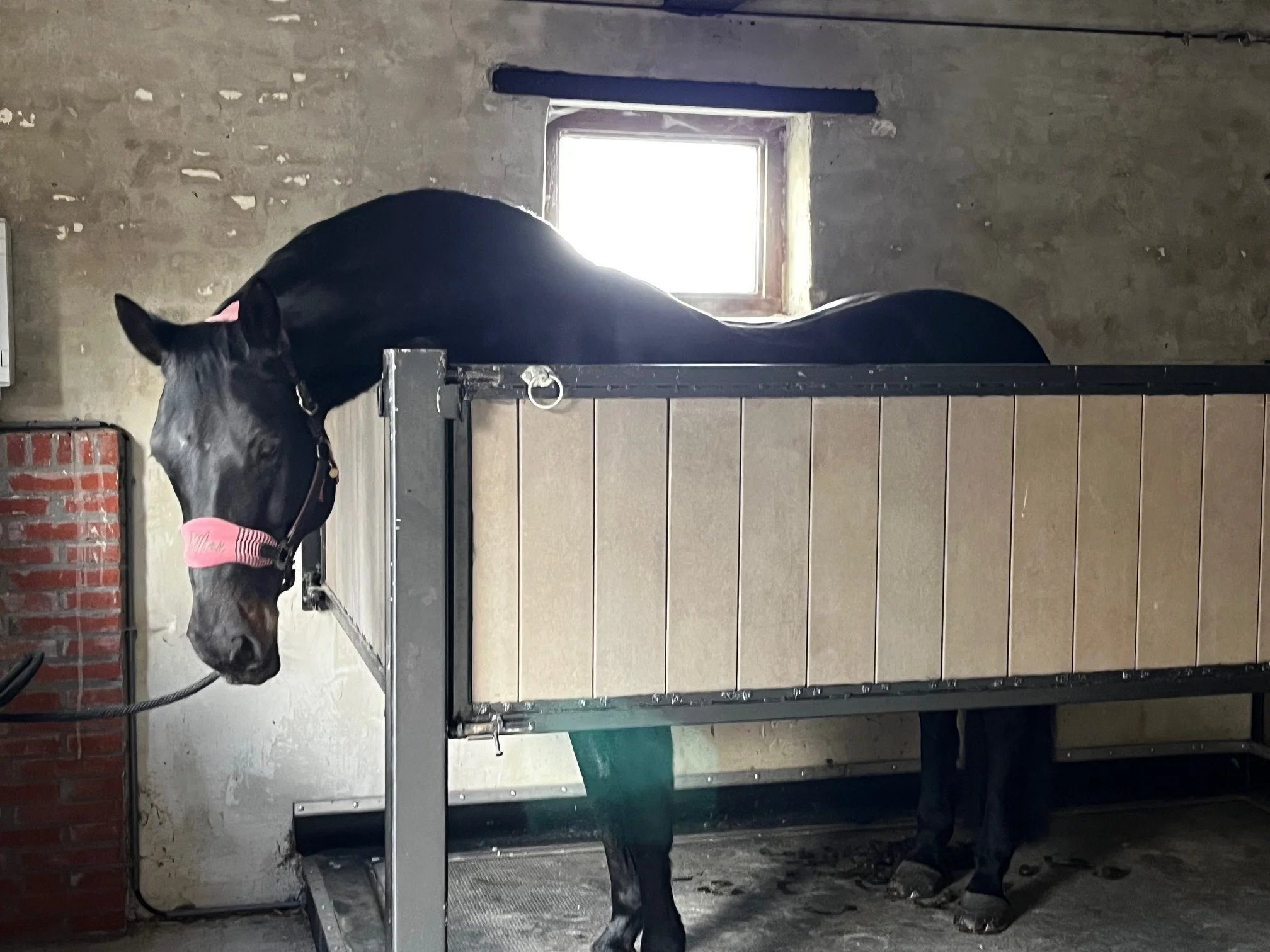 Vrijstaand Vitafloor model met een paard die aan het ontspannen is.