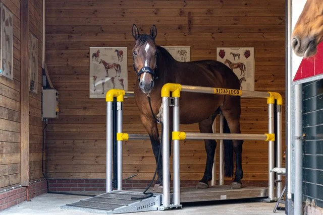 Whole body vibration revalidatie Vitafloor VM1 VM2 VM3 stalmodel vrijstaand trillingstherapie Horse Control trilplaat paardentrilplaat