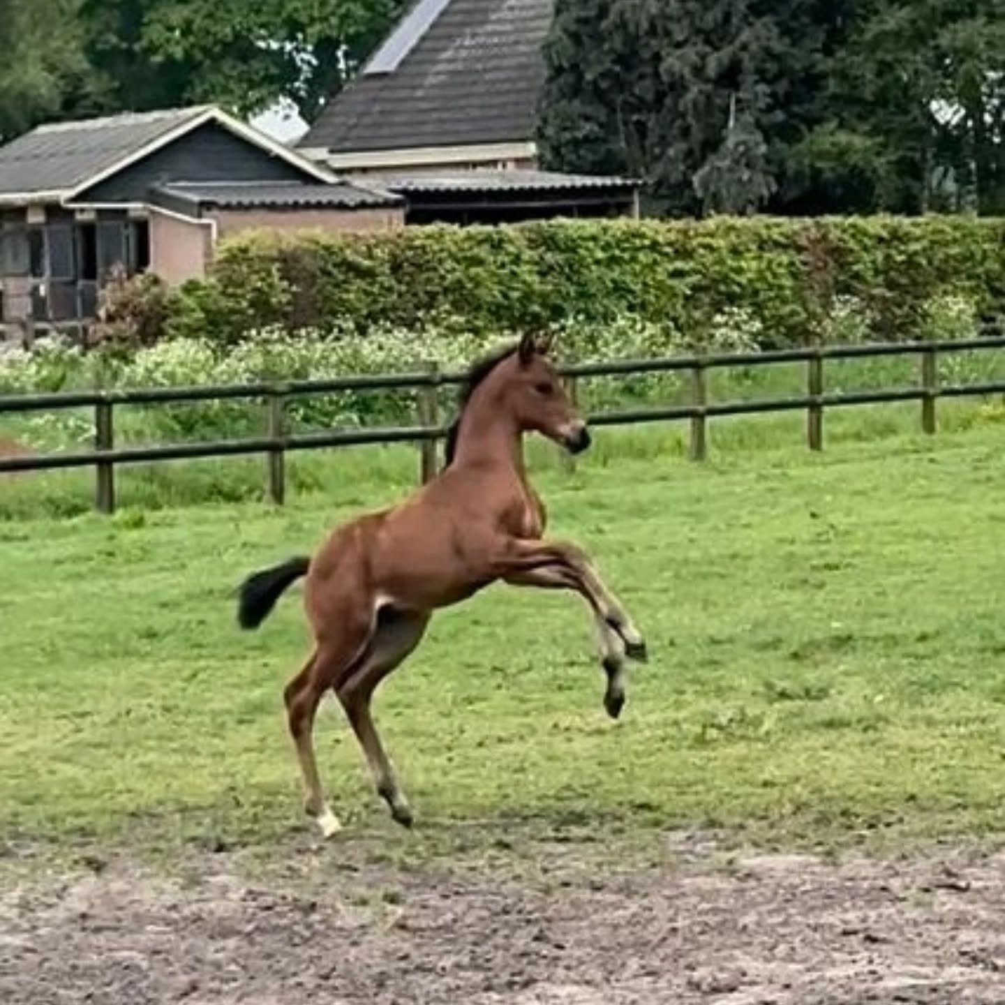 Whole body vibration revalidatie Vitafloor VM1 VM2 VM3 stalmodel vrijstaand trillingstherapie Horse Control trilplaat paardentrilplaat