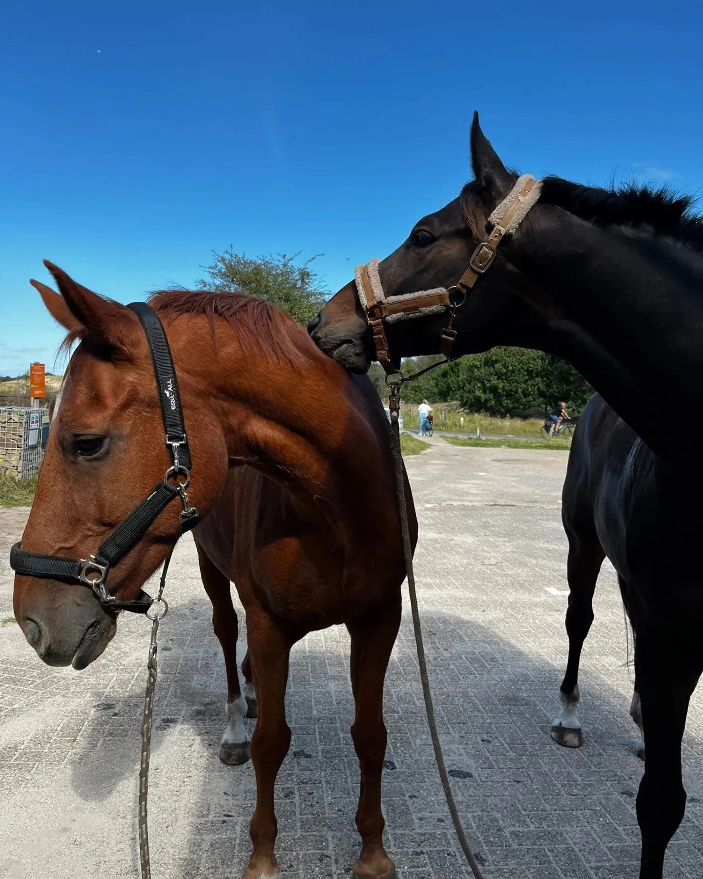 Whole body vibration revalidatie Vitafloor VM1 VM2 VM3 stalmodel vrijstaand trillingstherapie Horse Control trilplaat paardentrilplaat