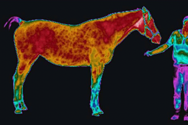 Whole body vibration revalidatie Vitafloor VM1 VM2 VM3 stalmodel vrijstaand trillingstherapie onderzoek Horse Control