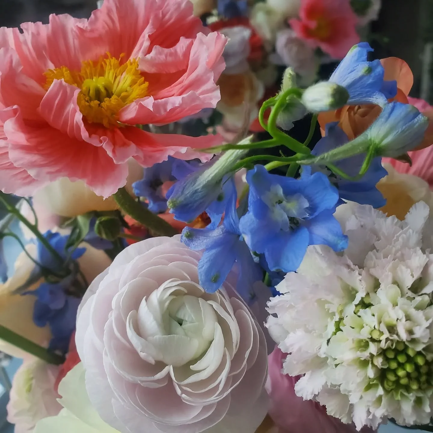 Flowers🌸🌷🌺
