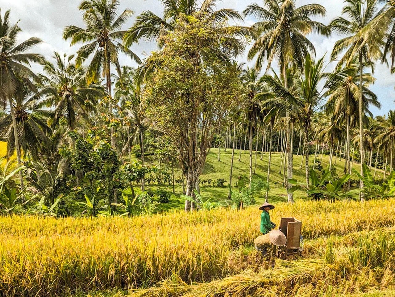 Puri-Dajuma-Beach-Eco-Resort-Spa-Bali-Villa-2-Rice-Harvest-1415x1066.jpg