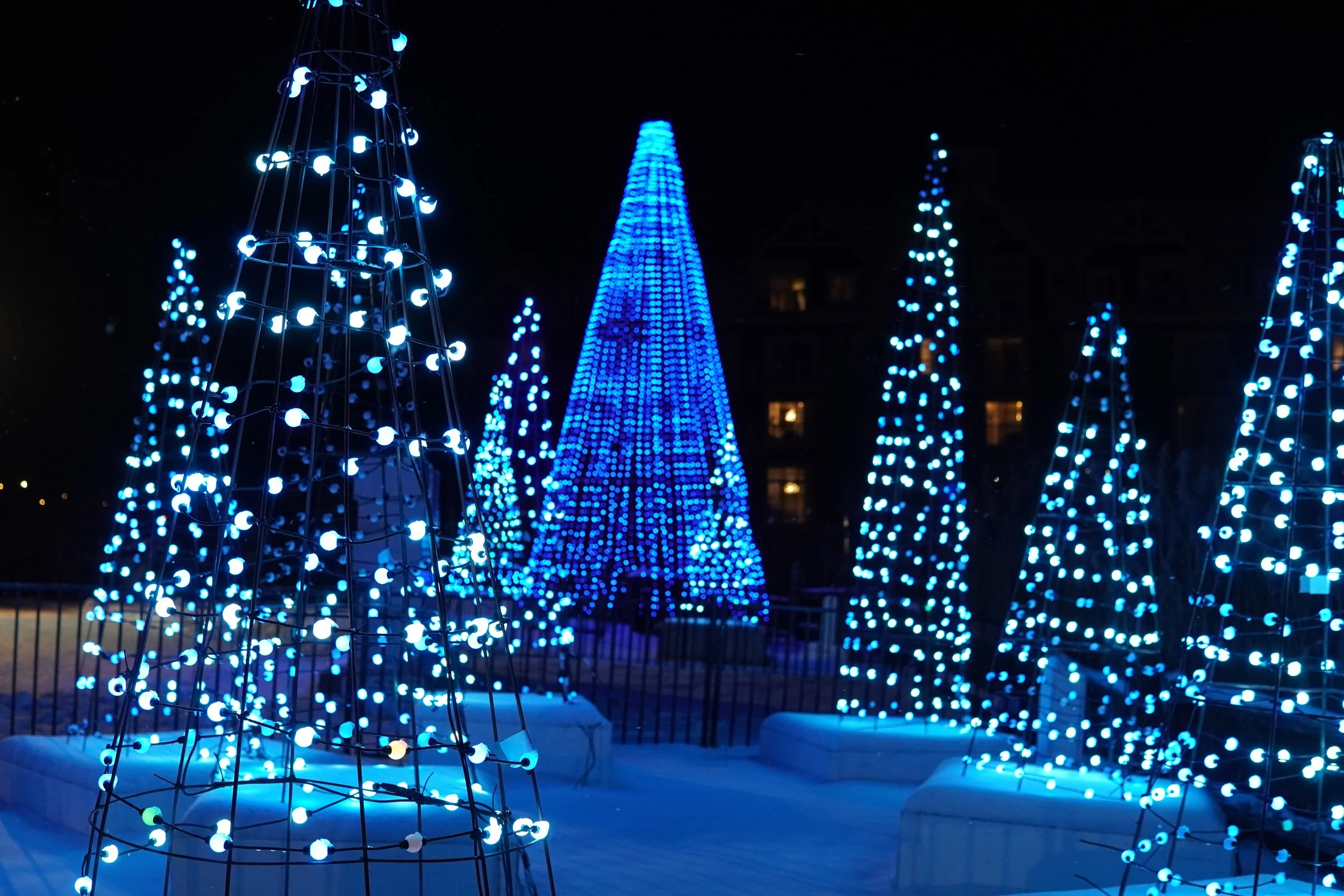Nighttime scene with several Christmas trees decorated with blue and white lights.
