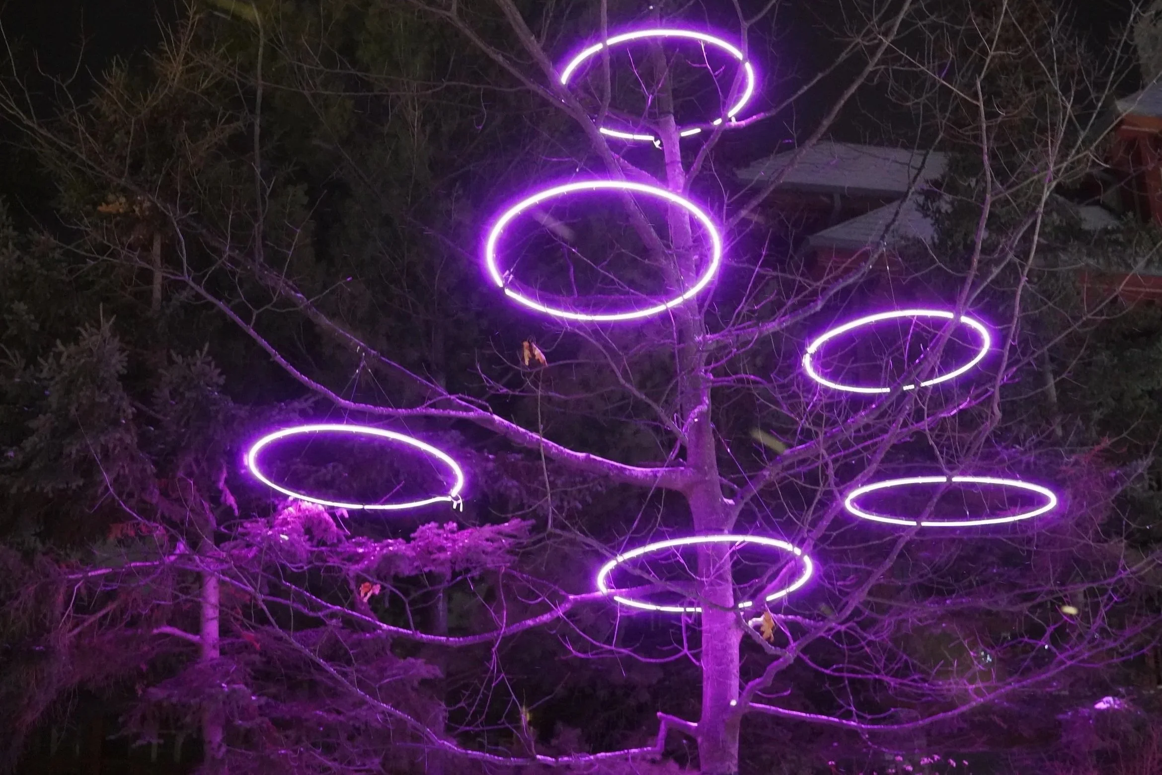 A tree illuminated with purple neon light rings hanging from its branches at night.