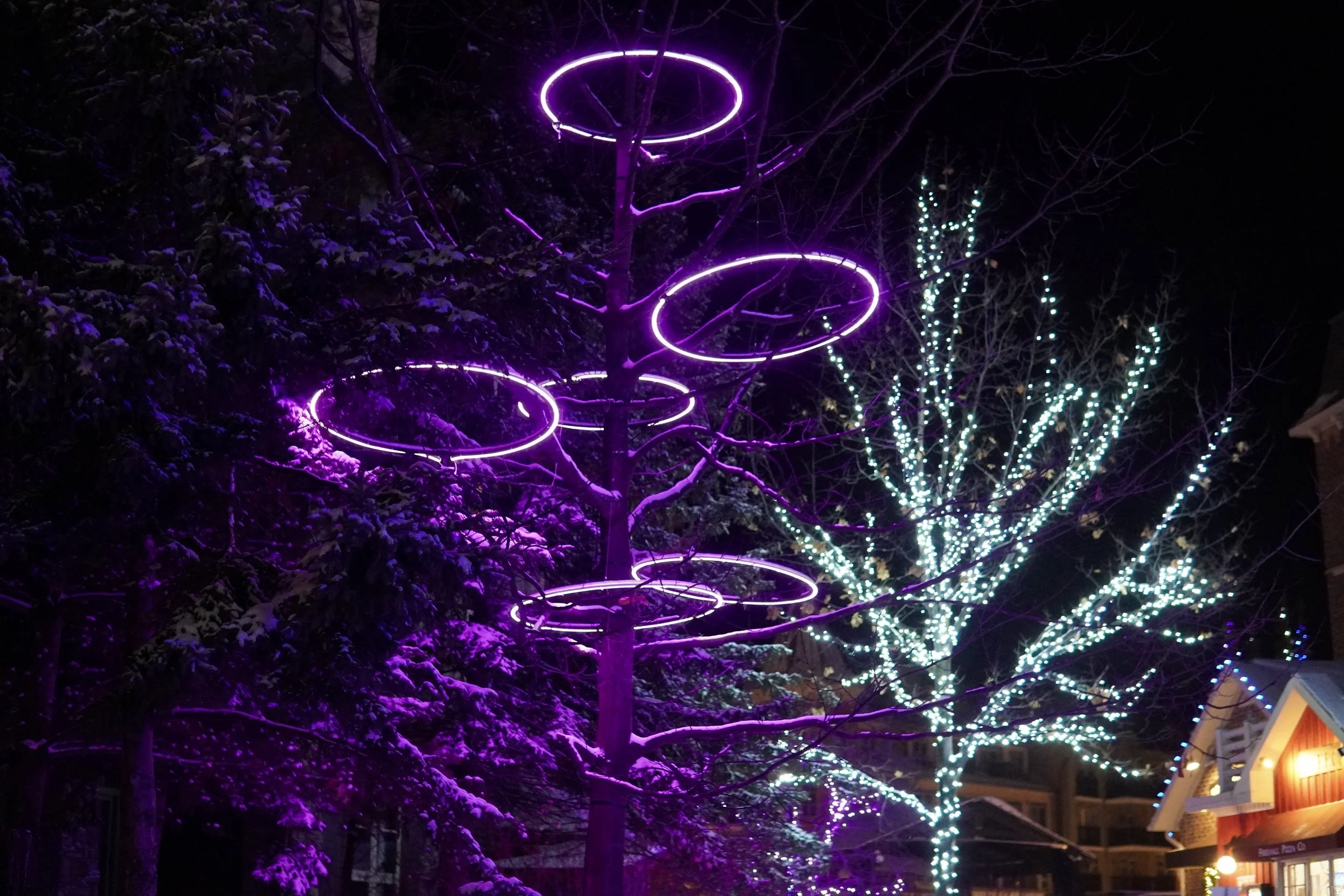 Night scene with illuminated purple rings on a tree and a nearby tree decorated with white and blue string lights.
