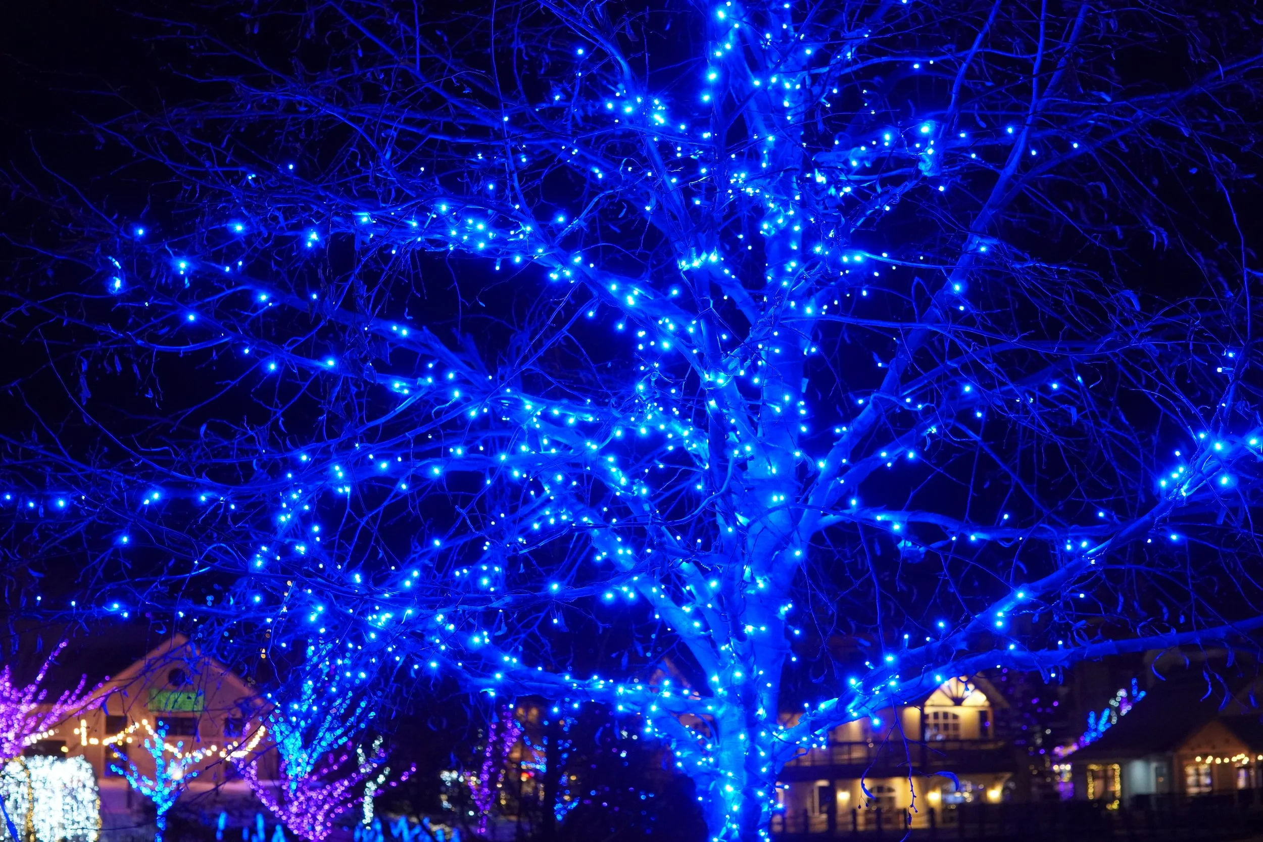 Tree decorated with bright blue lights at night, with houses illuminated in the background.