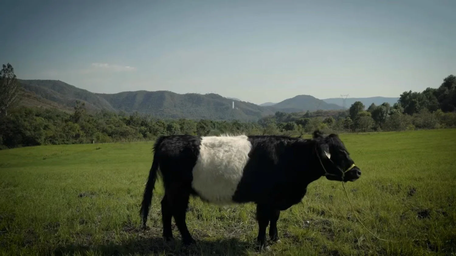 The Oreo Cows