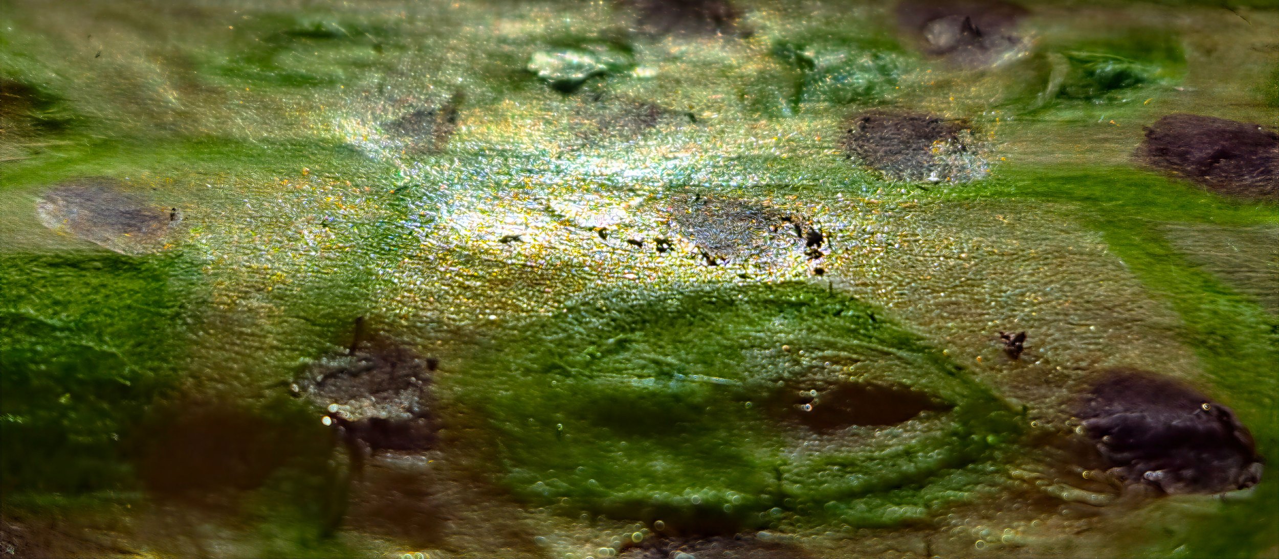 PT15 The Quiet Meadow – Edition Nature inspired Giclée- PureHue
