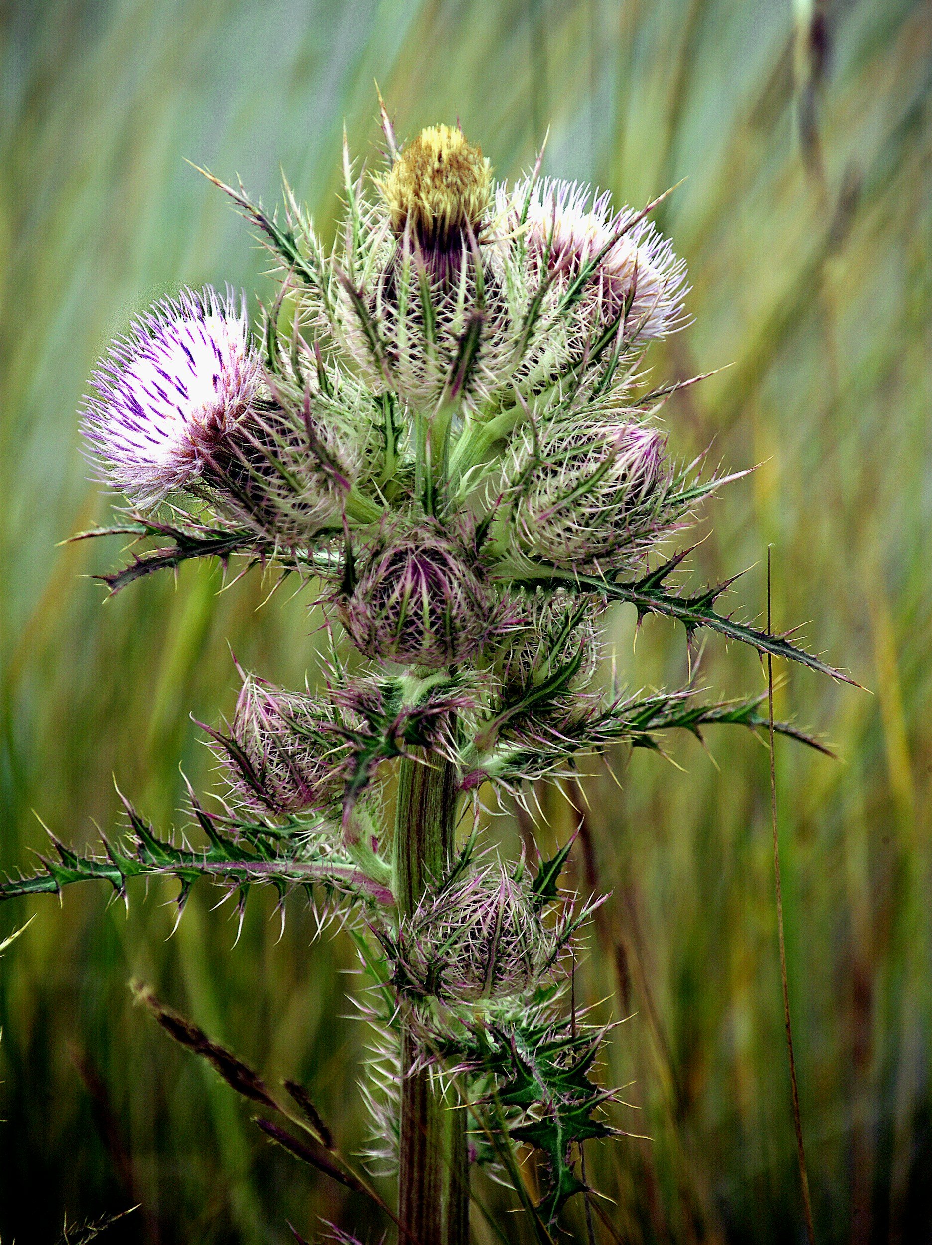 Valley County Noxious Weed Certification