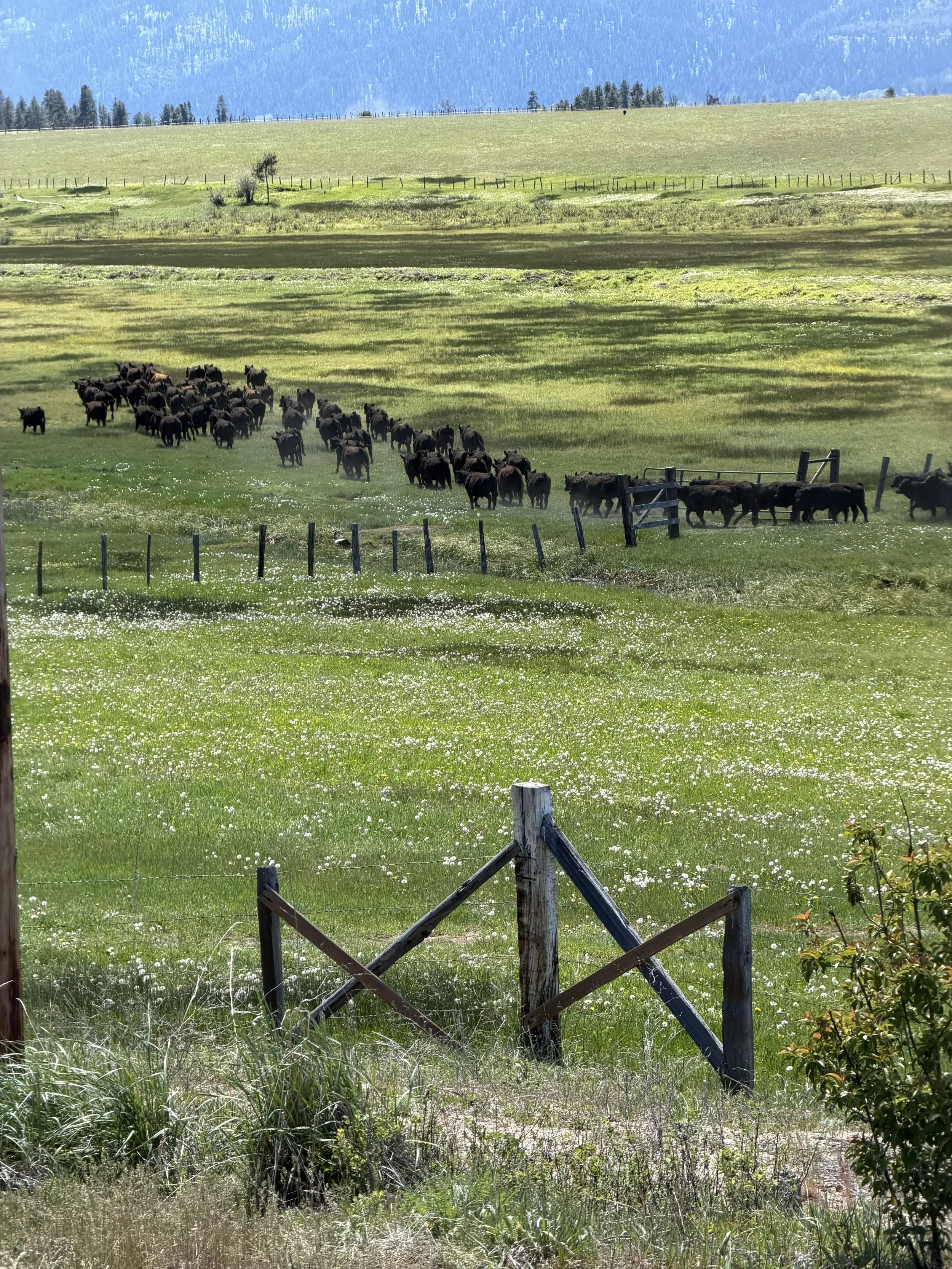 Century Farm Application