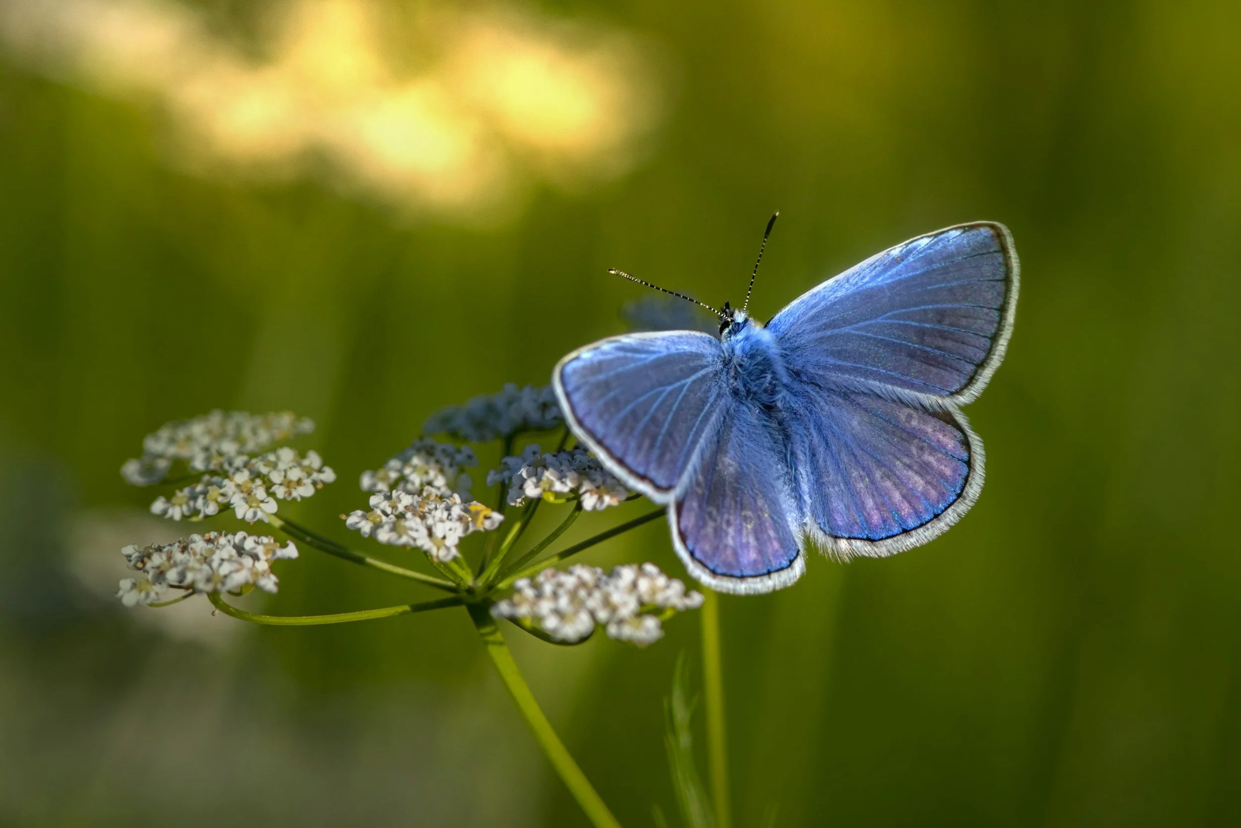 A blue butterfly resting on white flowers with a blurred green background.