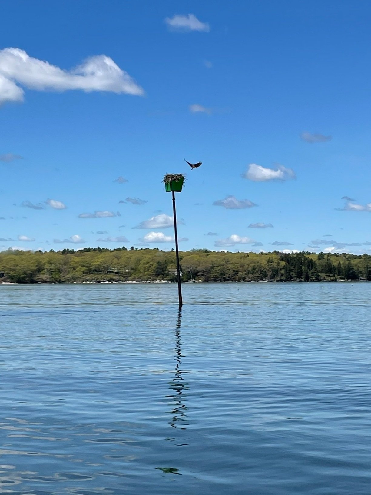 Osprey Returning to Nest