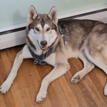Husky dog lying on hardwood floor next to a light green wall