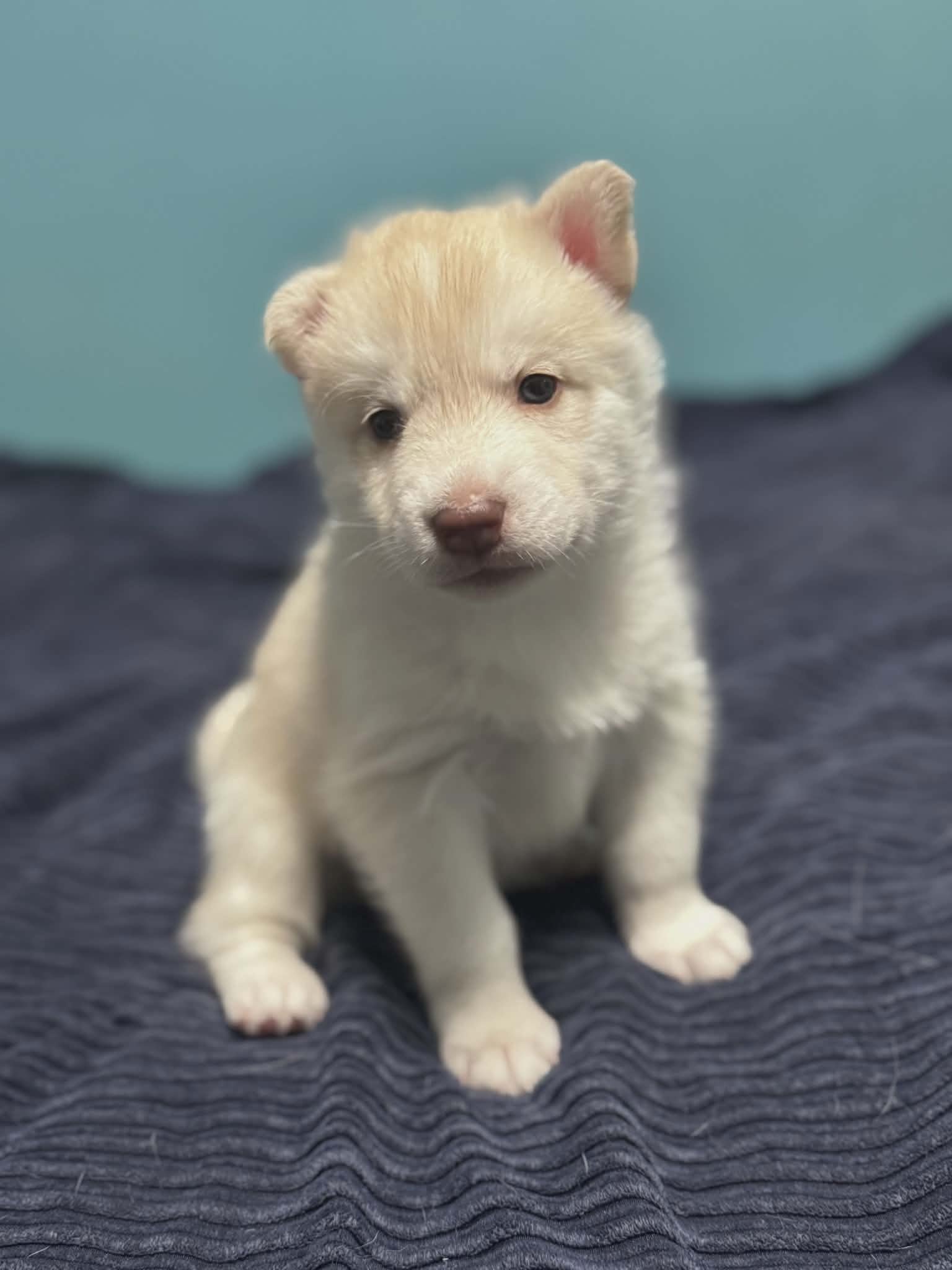 Light Female Husky Pup
