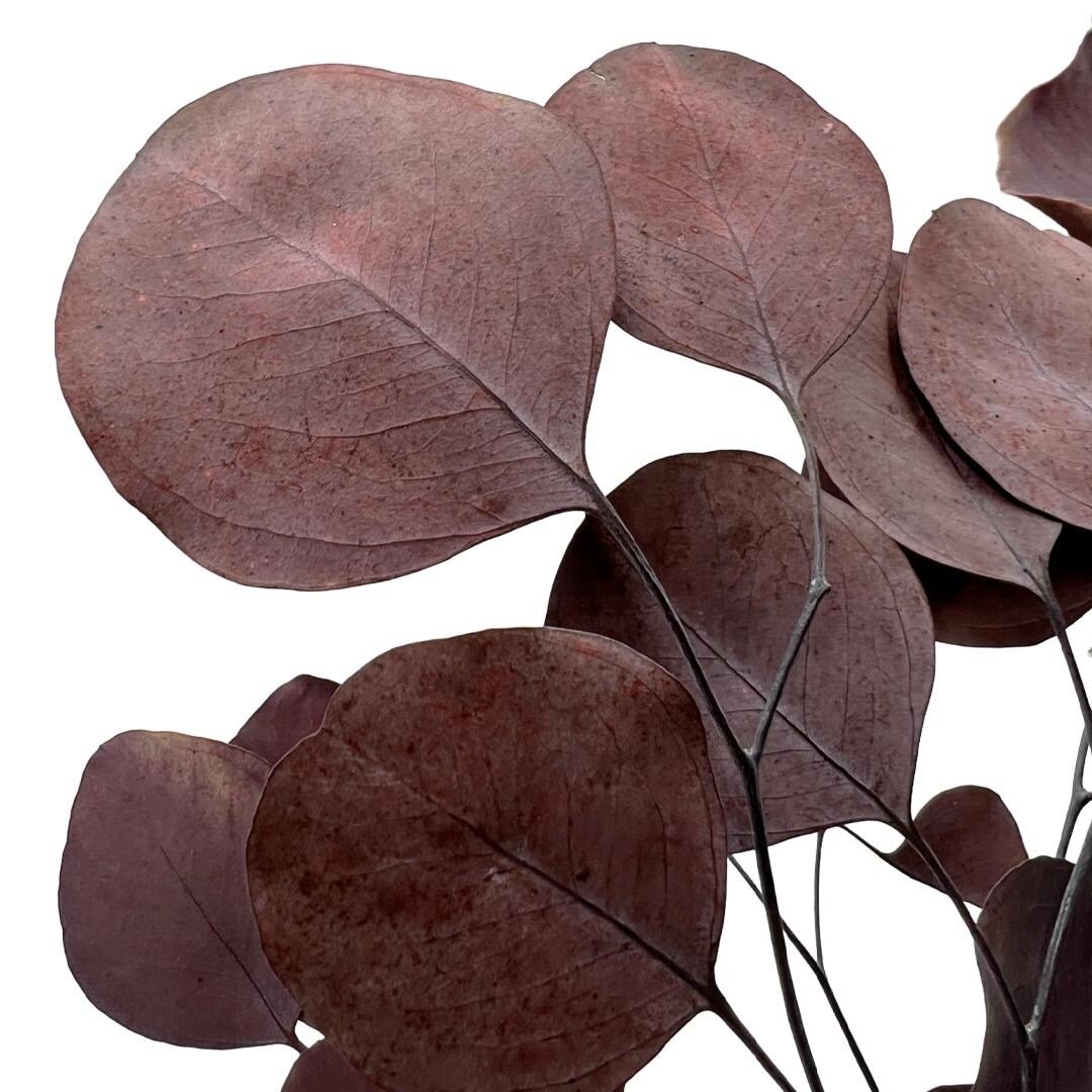 1_Bundle-of-4-Preserved-Eucalyptus-Apple-Leaves-24%22-long.jpg