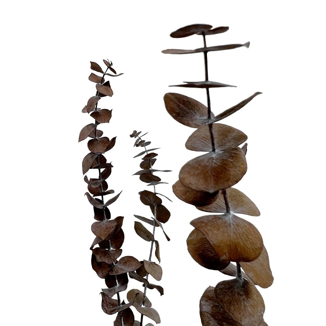 4_Bundle-of-4-Preserved-Eucalyptus-Leaves-%2C17-23%22-long.jpg