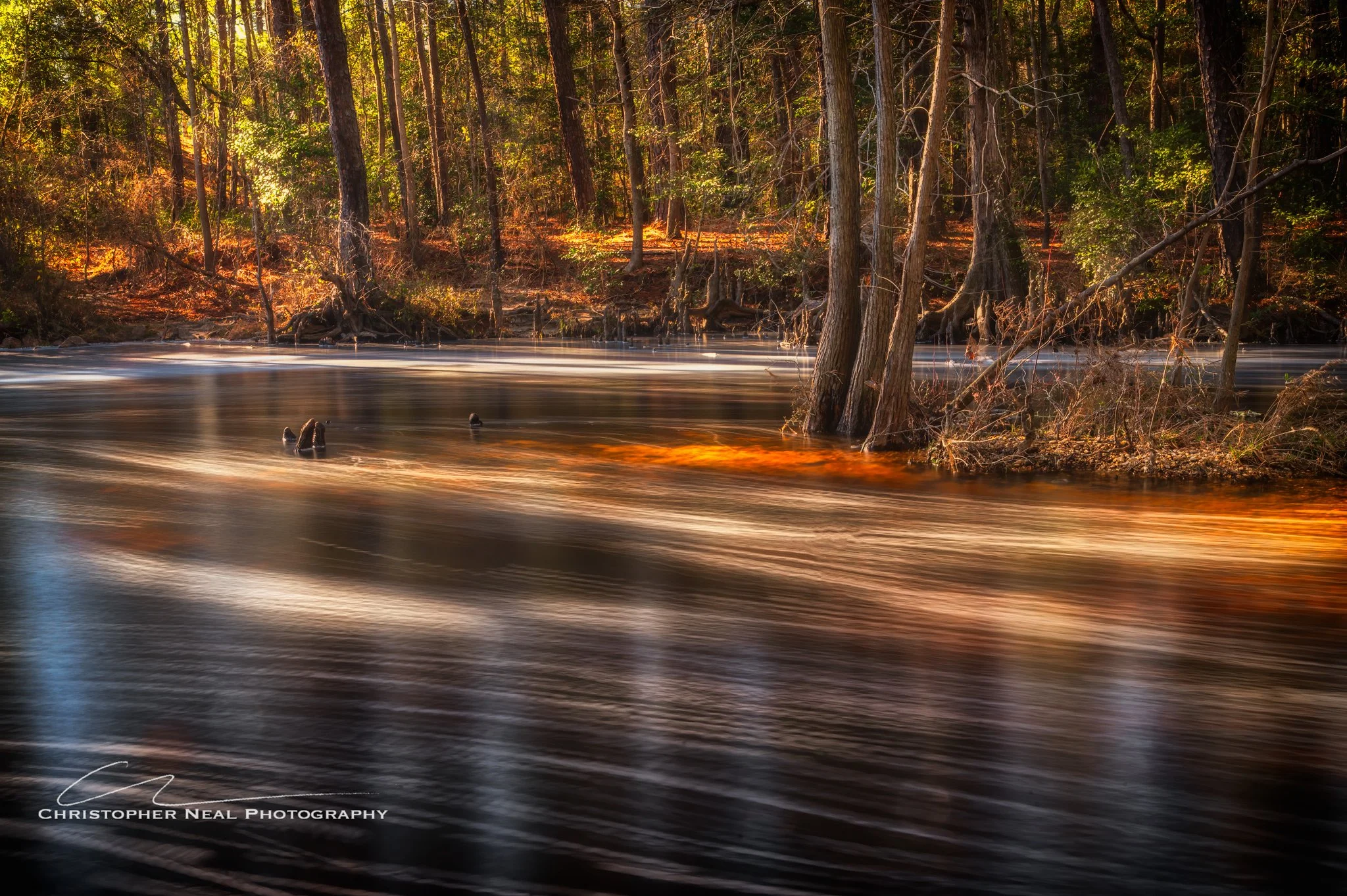 Sunlight filters through a dense forest of tall trees with a river flowing in the foreground, creating a peaceful, natural scene.