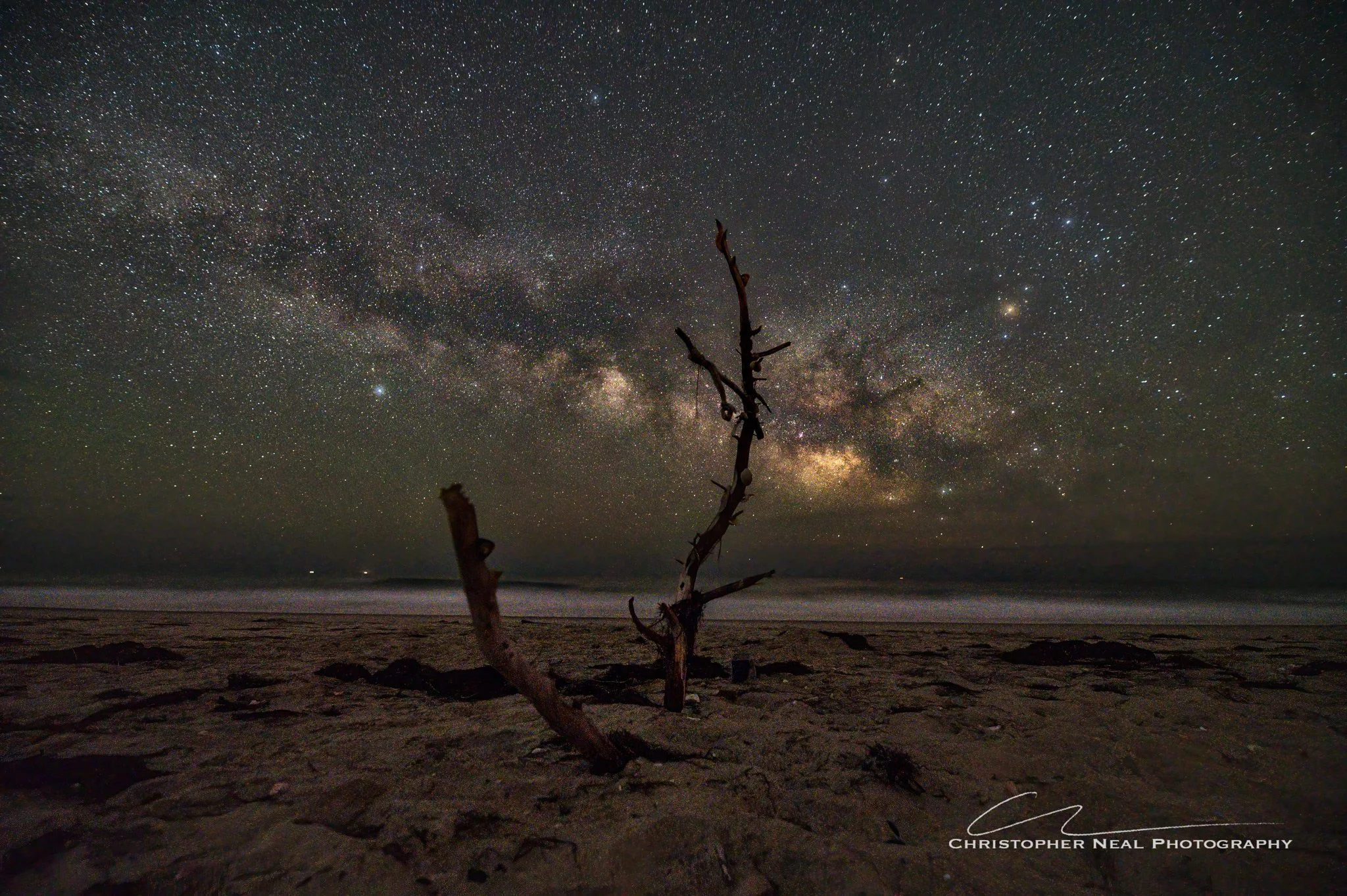 Shell Tree
