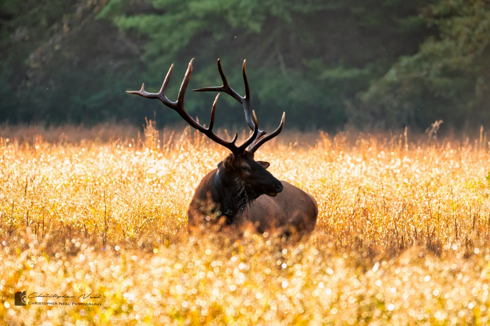 The Bull