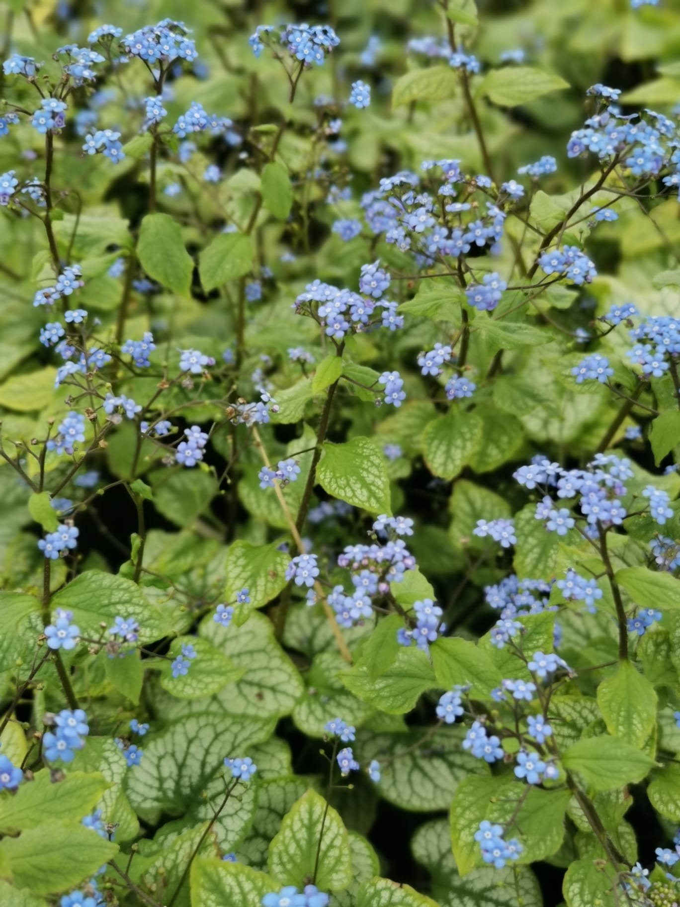 Dense cluster of blue forget-me-not flowers with green leaves
