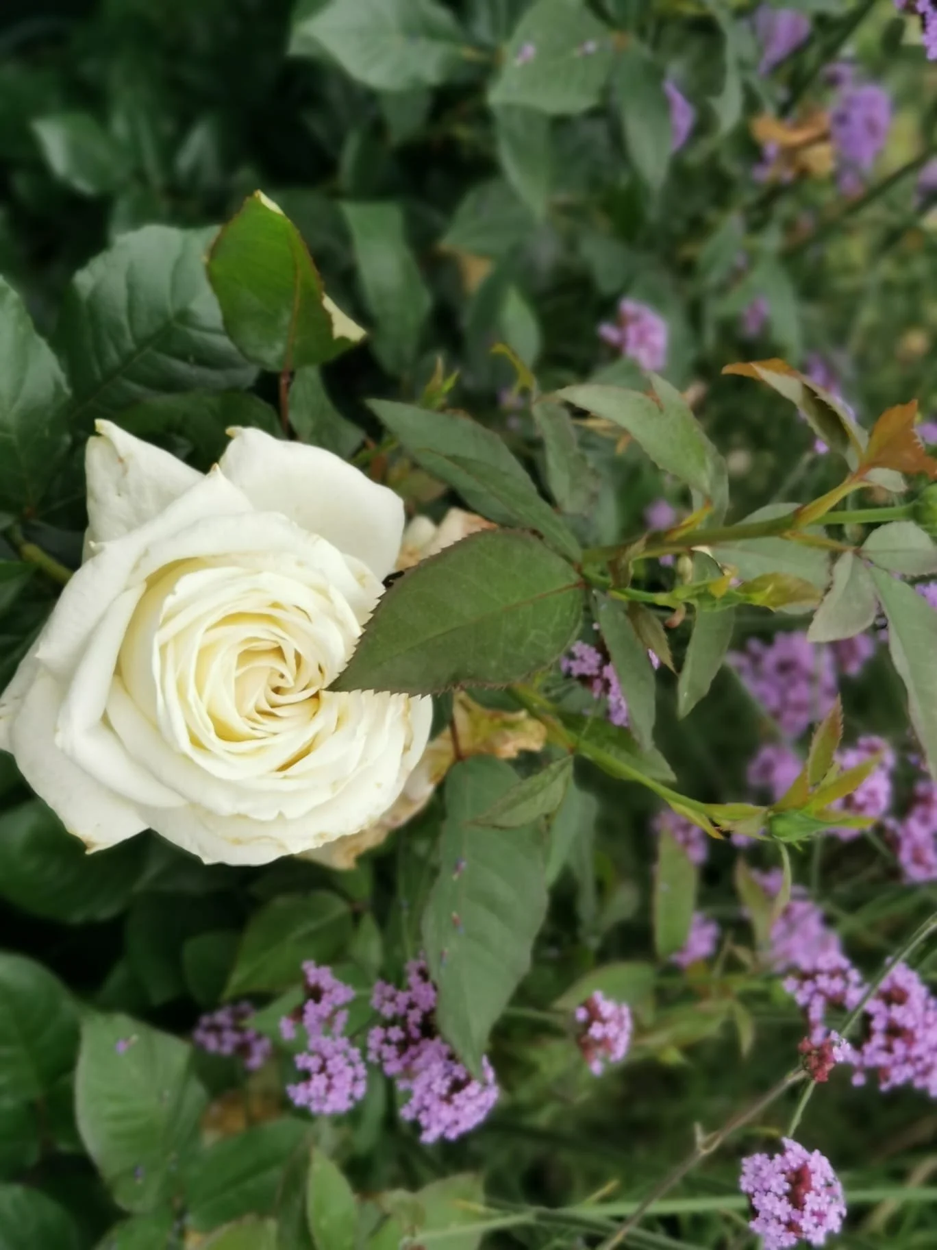White rose surrounded by green leaves and small purple flowers.