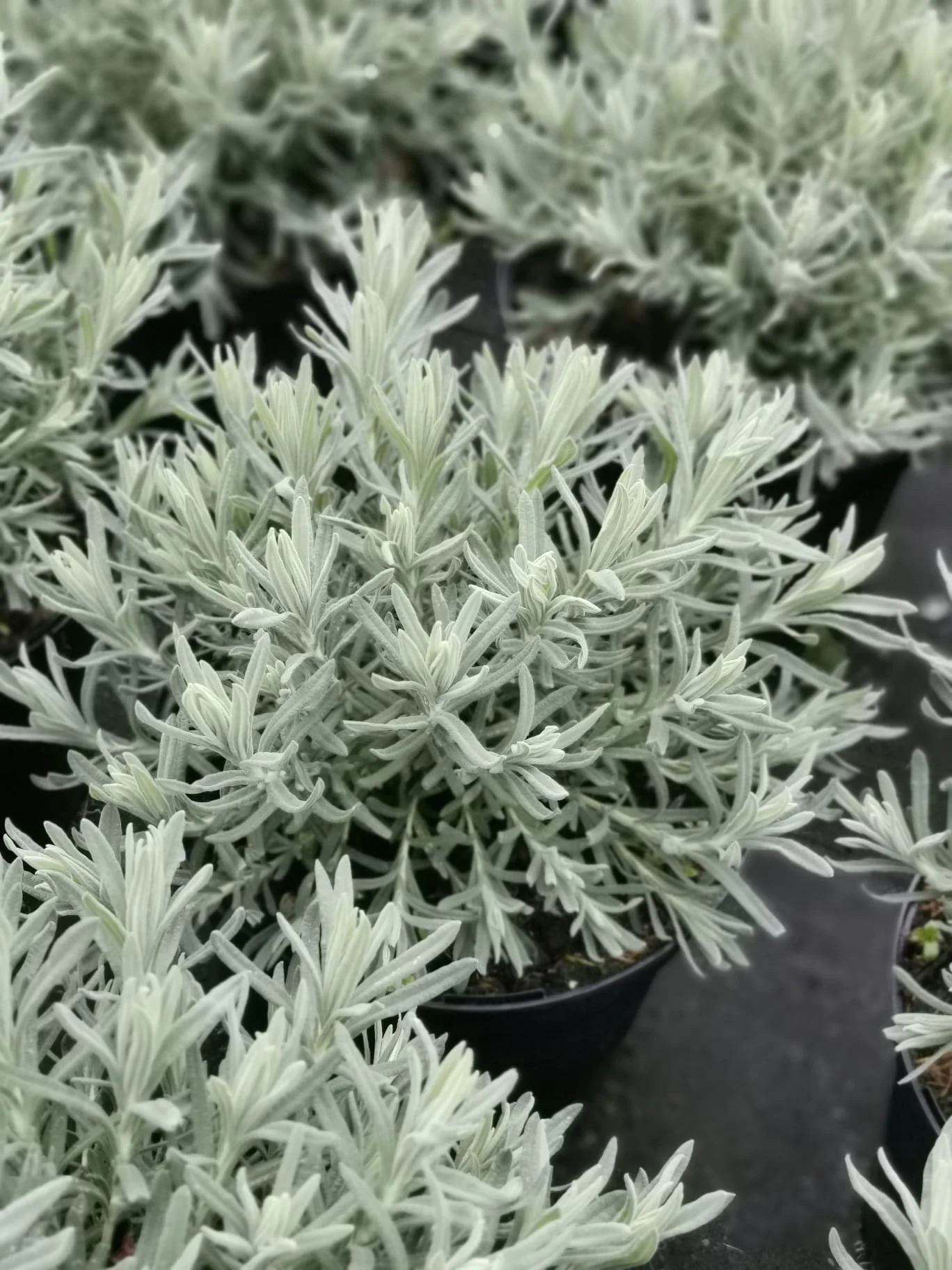 Close-up of potted lavender plants with gray-green leaves.