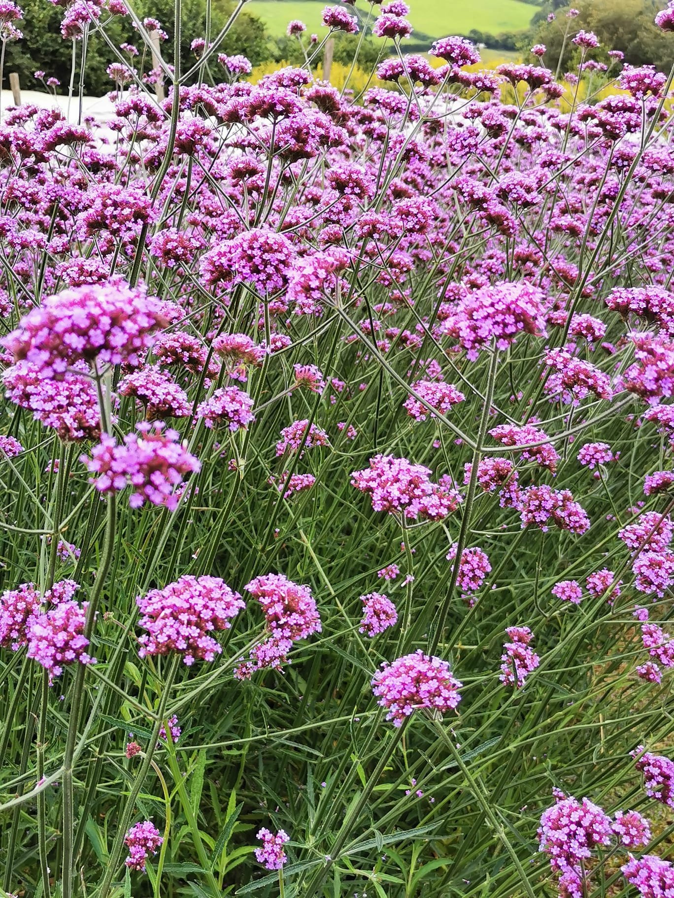 Field of purple verbena flowers with green stems and leaves, set against a blurred background of greenery and hills.