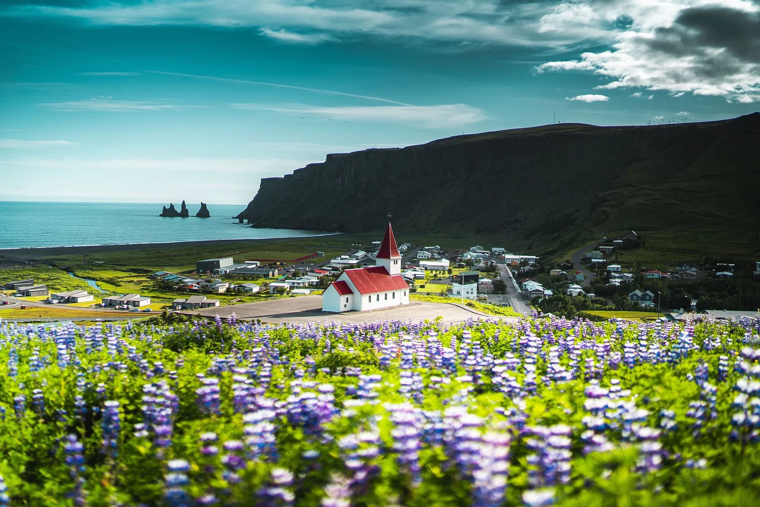 Vík church, summer lupines, coastal cliffs, and sea stacks