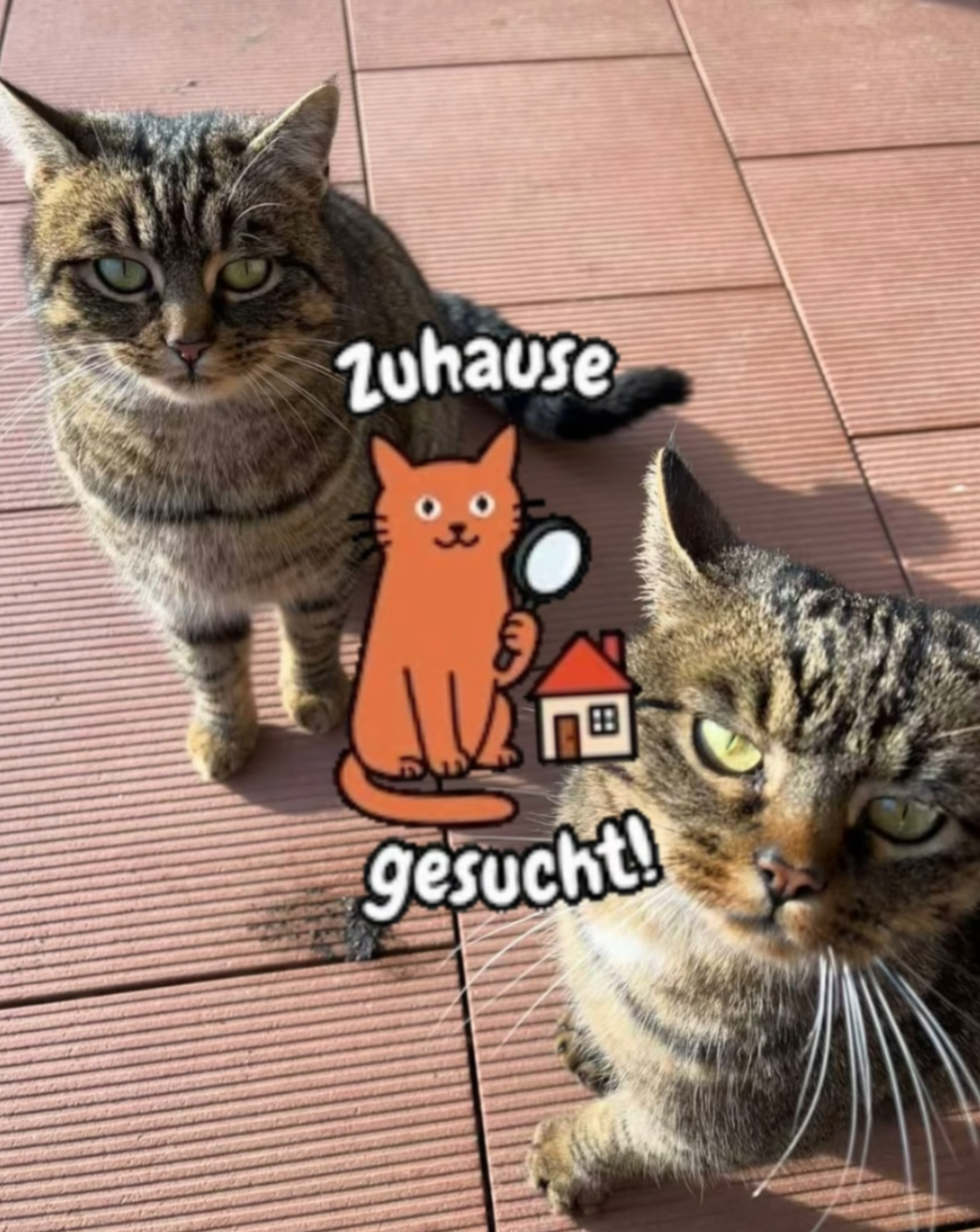 🐈 Zuhause gesucht: Benny &amp; Kjeldi 🐾