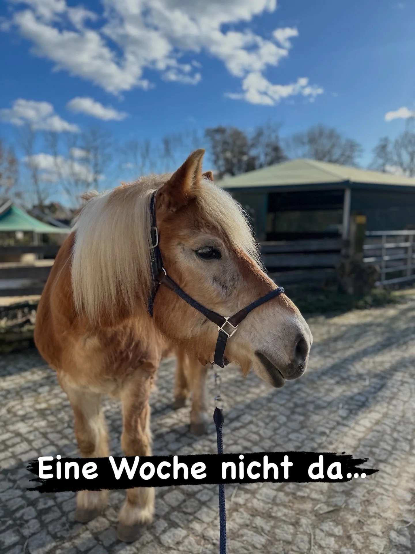 Ich wollte eigentlich nur kurz putzen...
am Ende hatte ich:
- einen Haarberg Everest-Edition
- 4 Waschg&auml;nge
- ein beleidigtes Pferd
- eine neue Garderobe aus Fell
- und einen kleinen Pilz-Endgegner
Aber hey: Wir haben&rsquo;s &uuml;berlebt Und s