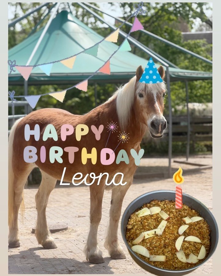 🎈 Happy Birthday, Leona 🎉 26 Jahre bist du jetzt schon alt, unser kleines B&ouml;hnchen. Wir w&uuml;nschen dir alles Gute, ganz viel Gesundheit und immer so ein liebevolles Gem&uuml;t, mit dem du alle Herzen eroberst. Auch wenn die Arthrose in den 