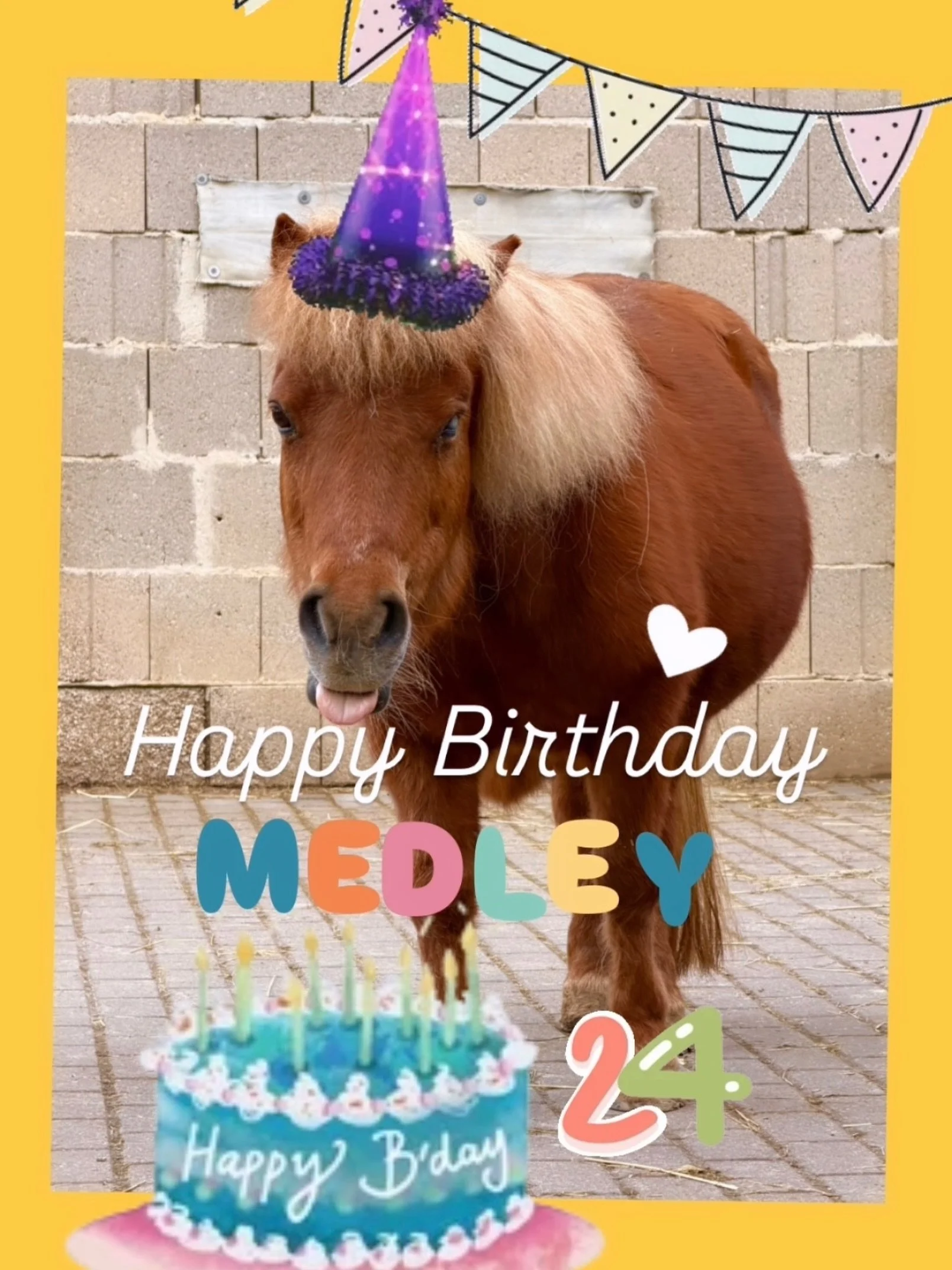 Alles Gute zum Geburtstag, liebe Maddy! ❤️🎂 
Medley ist unsere nun 24-j&auml;hrige Minishettydame. Schon seit mittlerweile 10 Jahren bewohnt sie unseren Gnadenhof und ist liebevoll zu den Kindern und Menschen hier. Auf einem Auge ist sie erblindet, 