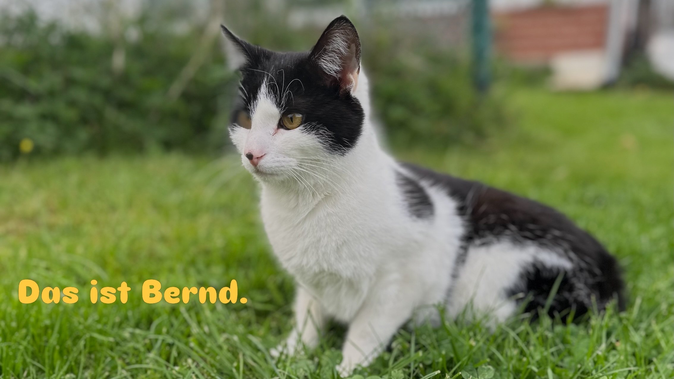 Das ist Bernd. Letztes Jahr am 26. September haben wir ihn gefunden. Er lag im Regen, am Stra&szlig;enrand, viel zu klein f&uuml;r diese Welt, neben seinem toten Geschwisterchen. Niemand weiss, wie lange er dort schon lag. Aber er hat gewartet, gewar