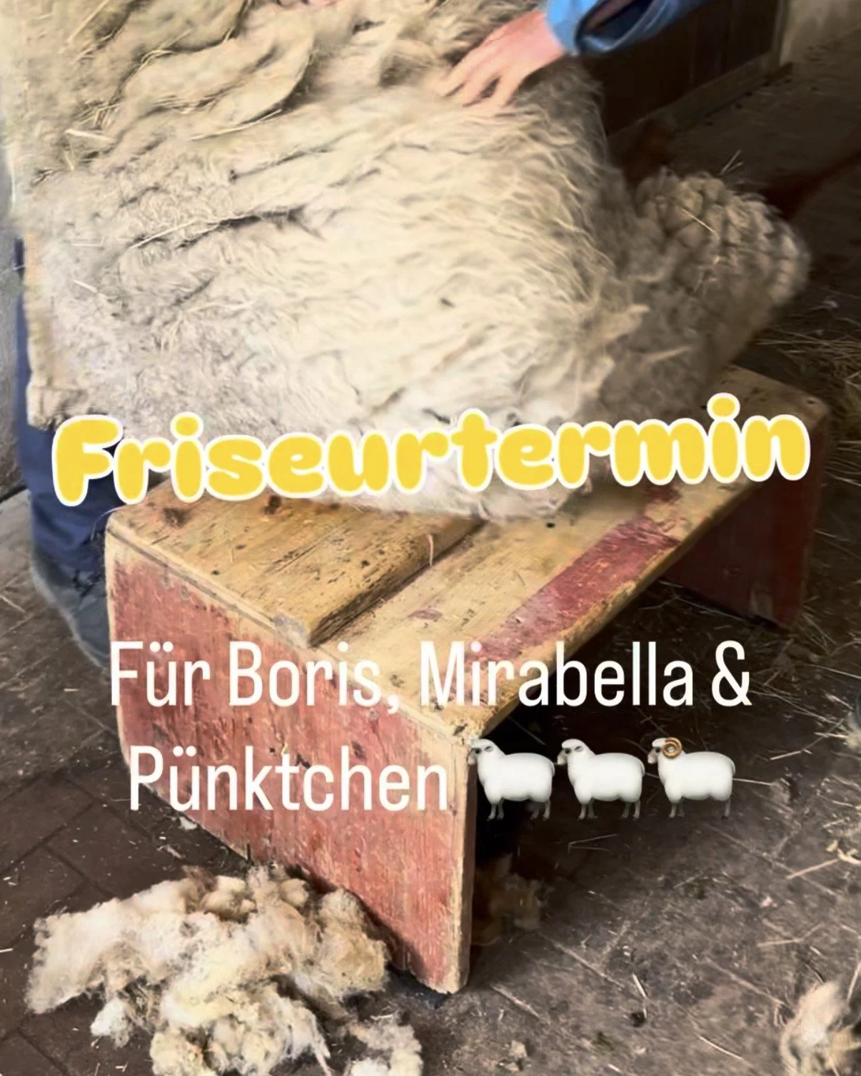 Friseurtermin bei den Schafen