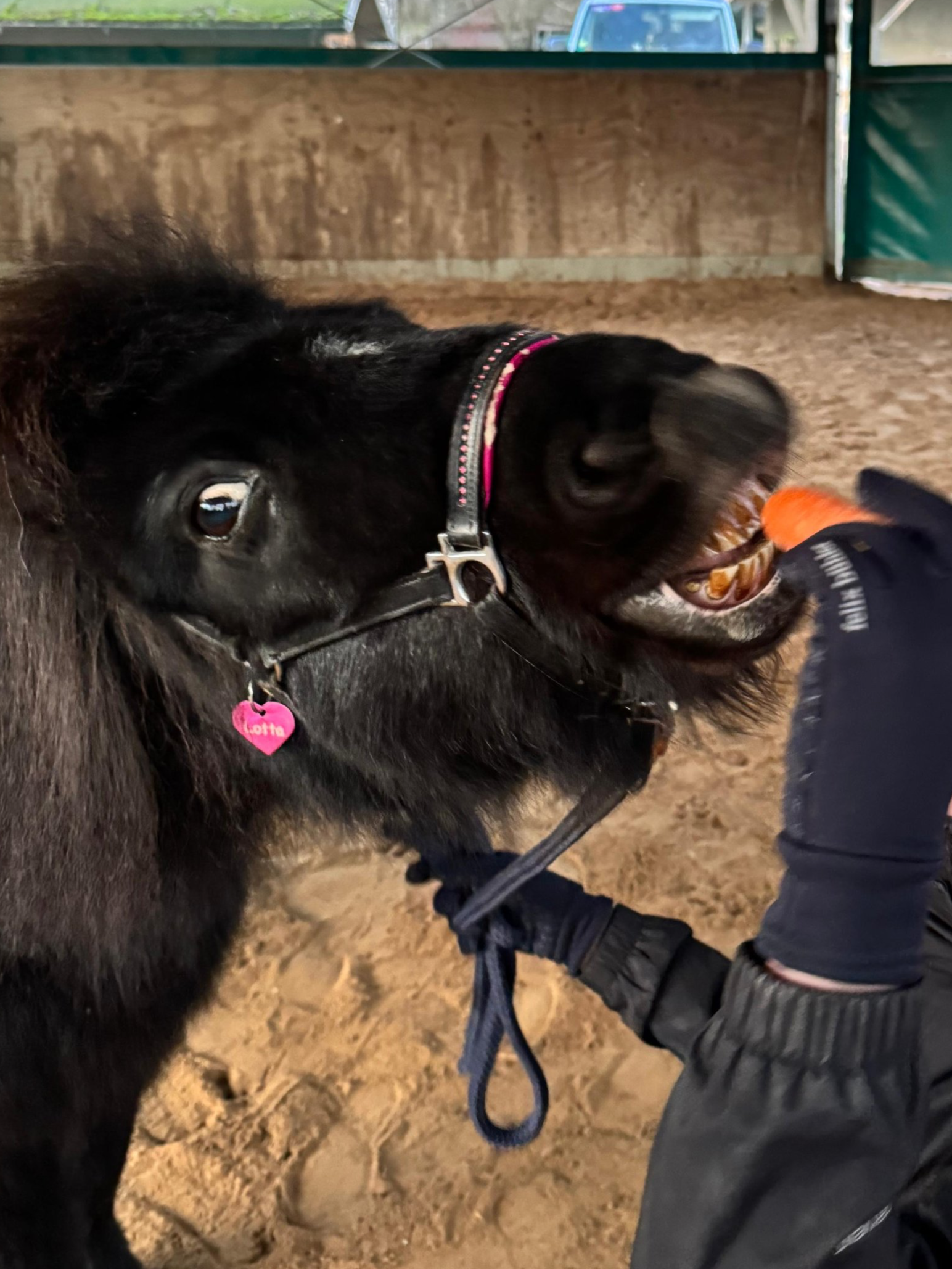 Ein schwarzes Pony beim Füttern mit einer Karotte, gehalten von einer Person in einem Reitstall.