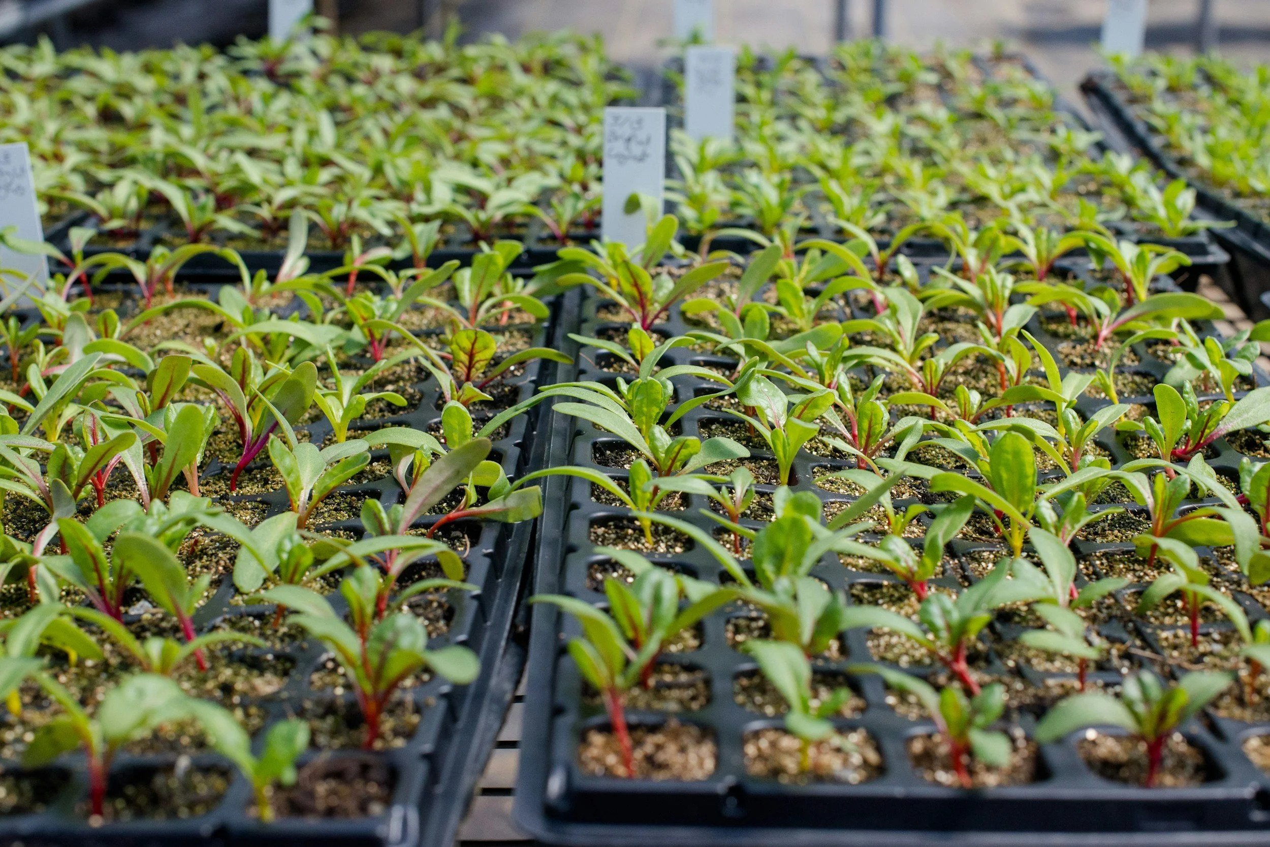 Seedlings growing in black plastic trays in a greenhouse.
