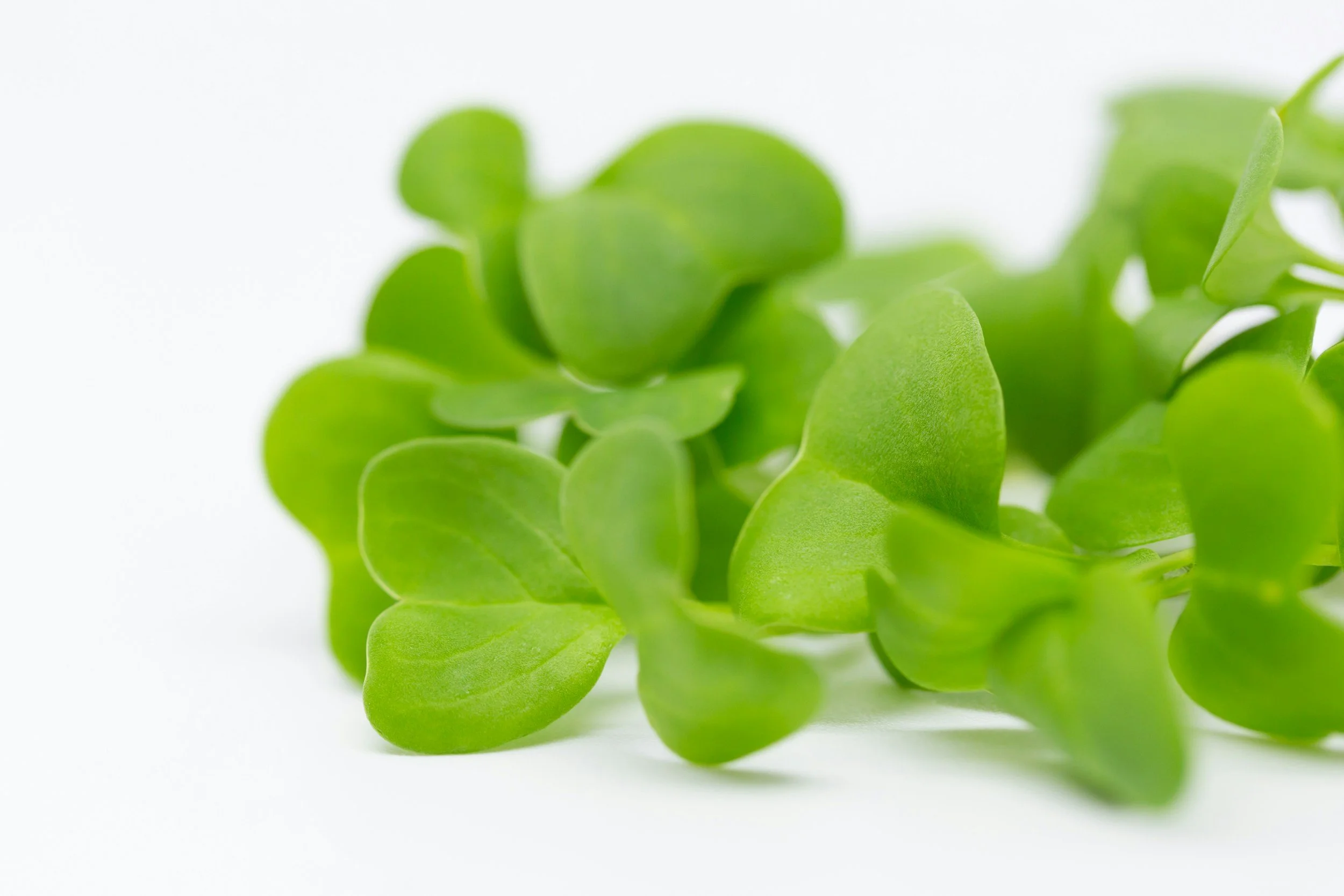 Close-up of fresh green microgreens on a white background.