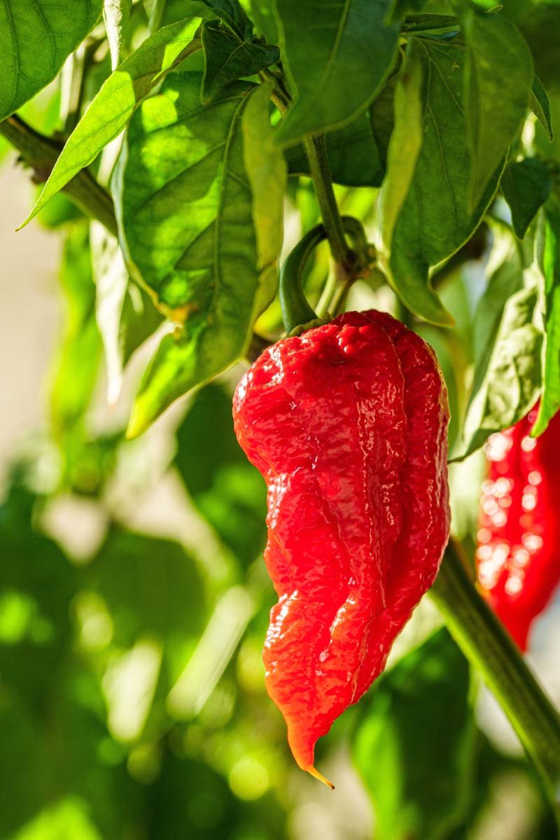 Organic Hot Peppers