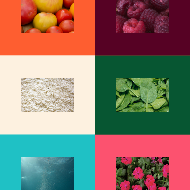 Collage of six images: apples, blackberries, rice, greens, water, and pink flowers with colorful backgrounds.